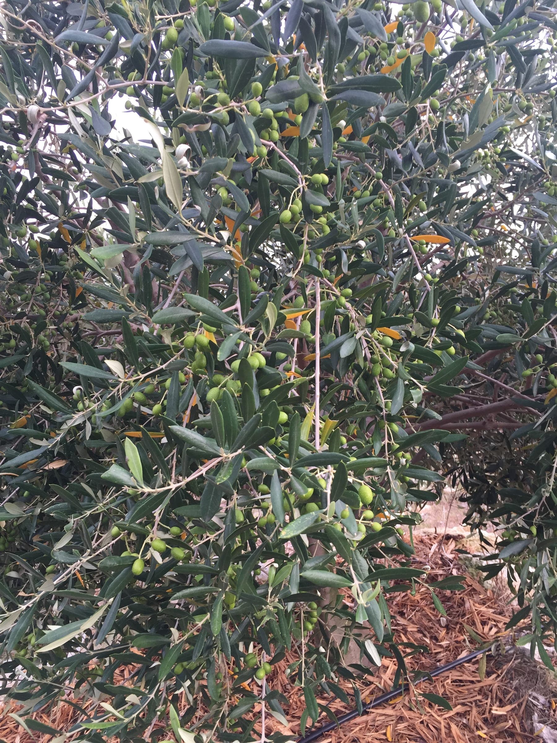 Olive branches heavy with small green fruit in the Stonehouse orchard.