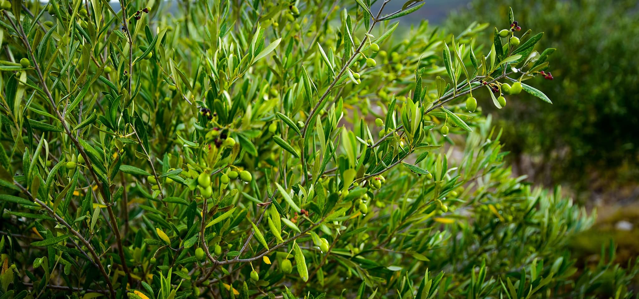 Close-up of silver-green olive leaves on young branches.