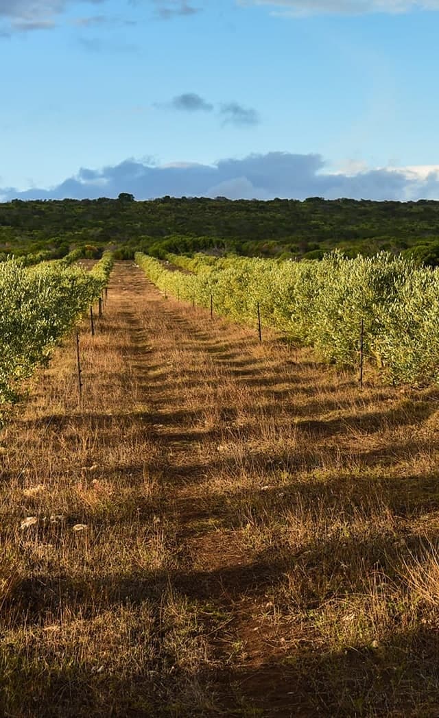 A grass track between rows of olive trees in the Stonehouse orchard, under a blue sky.