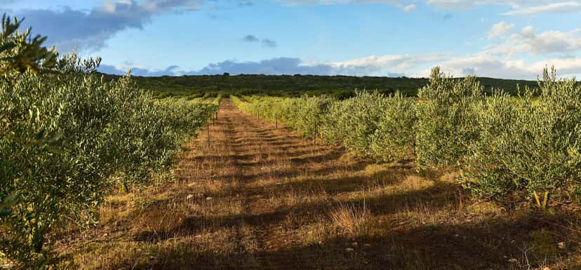 A grass track between rows of olive trees in the Stonehouse orchard, under a blue sky.