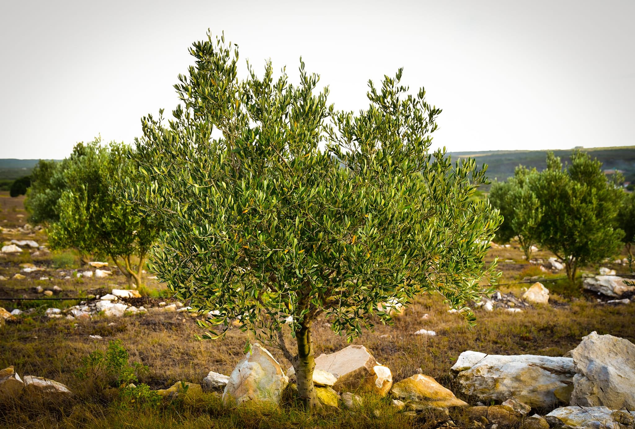 A single olive tree among rocks and fynbos at the edge of the orchard.