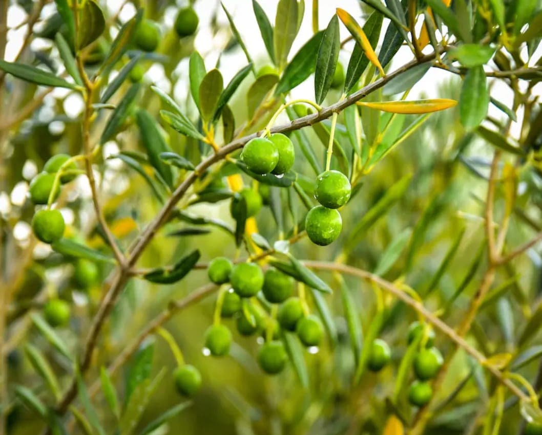 Green olives ripening on a branch in the Stonehouse orchard.