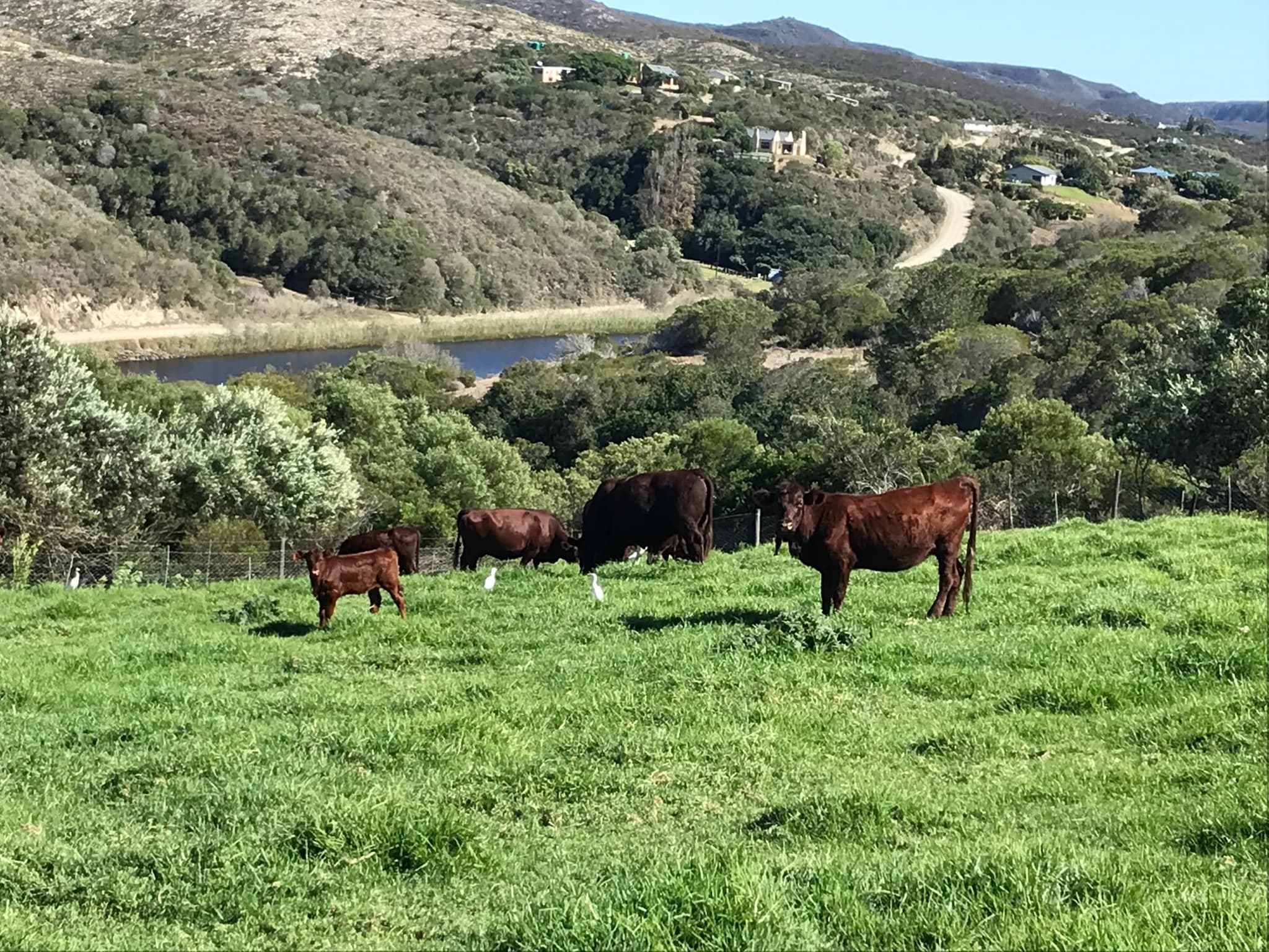 Red cattle and a calf on the green pasture, the river and hills beyond.