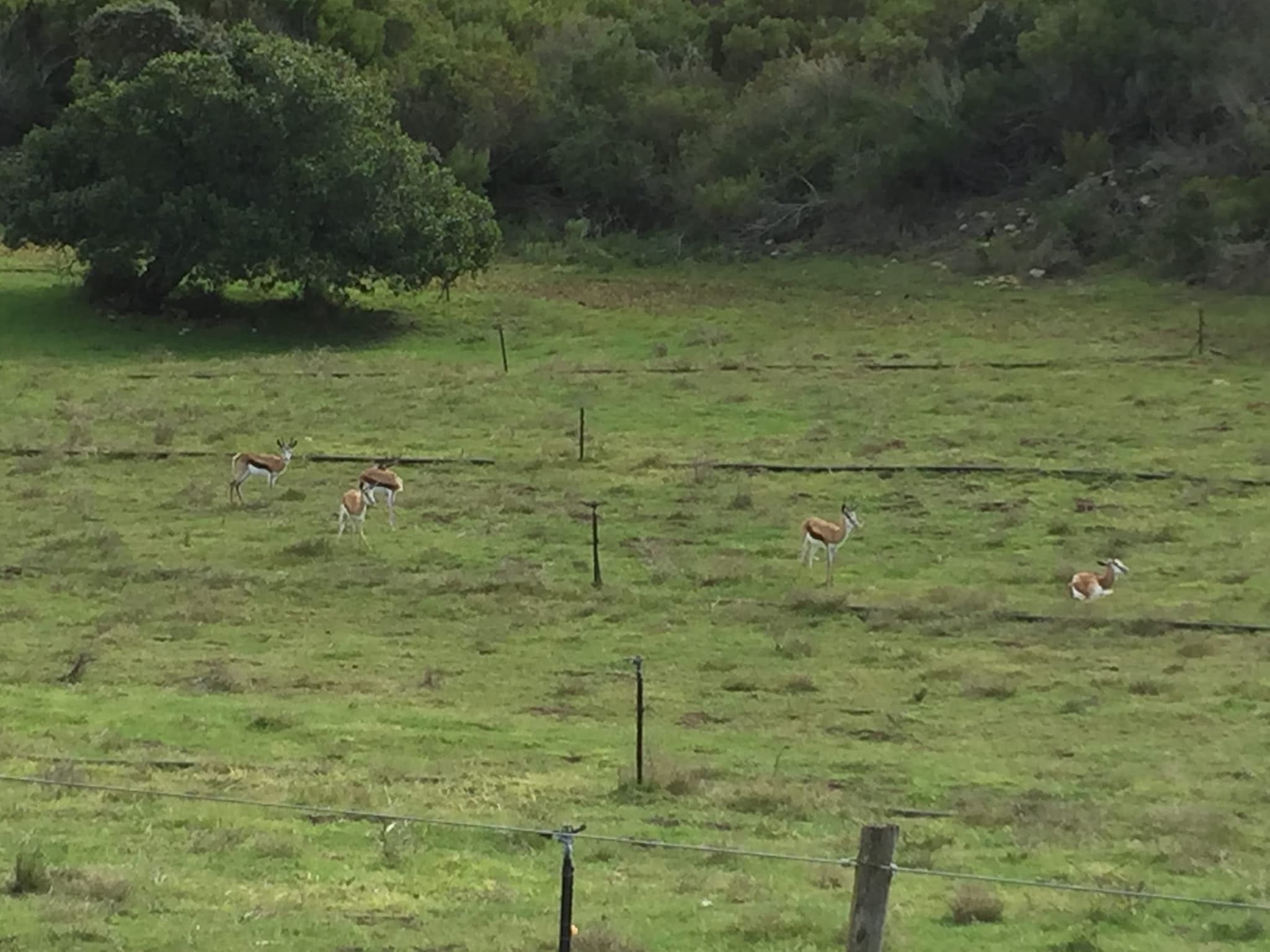 Springbok in a fenced green pasture on the farm, with dense coastal bush behind.